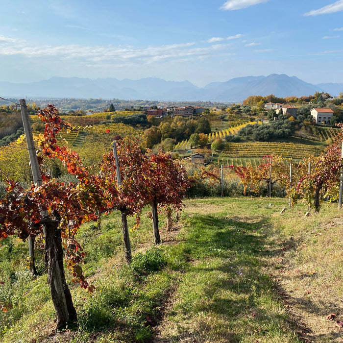 Fondo 53 Rosato Rifermentato in bottiglia  -  Firmino Miotti - vaigustando