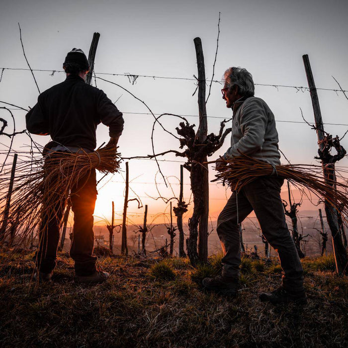 Rabbiosa Vecchio Vitigno vino bianco tranquillo  -  Pat del Colmel - vaigustando